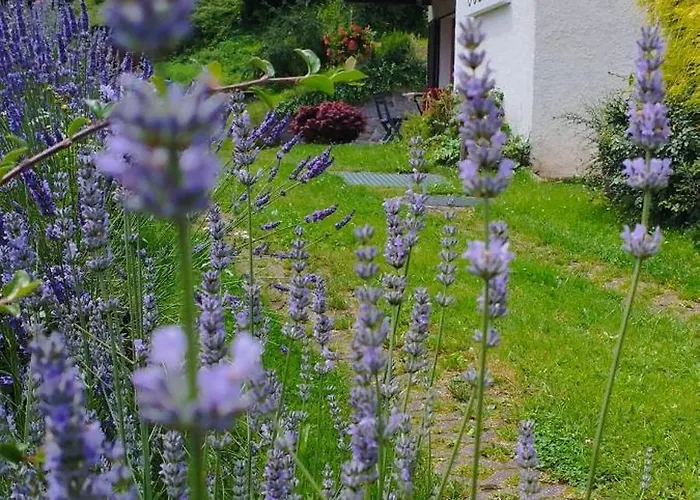 Au Bois Des écureuils Classé Trois étoiles. * Muhlbach-sur-Munster